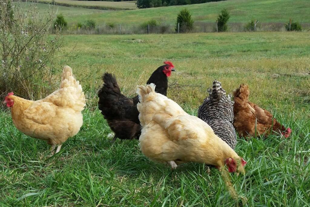 فيلا Madeline Farms لوراي المظهر الخارجي الصورة